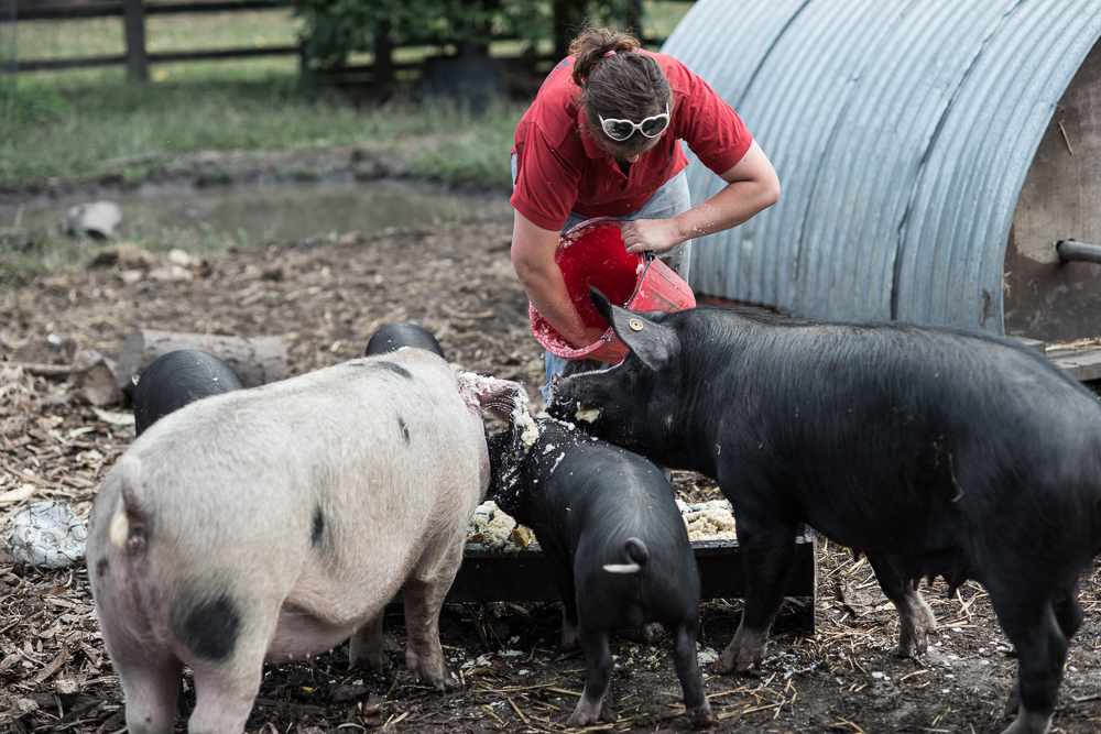 The Pig Idea - Photographer Chris King Documenting Food Waste