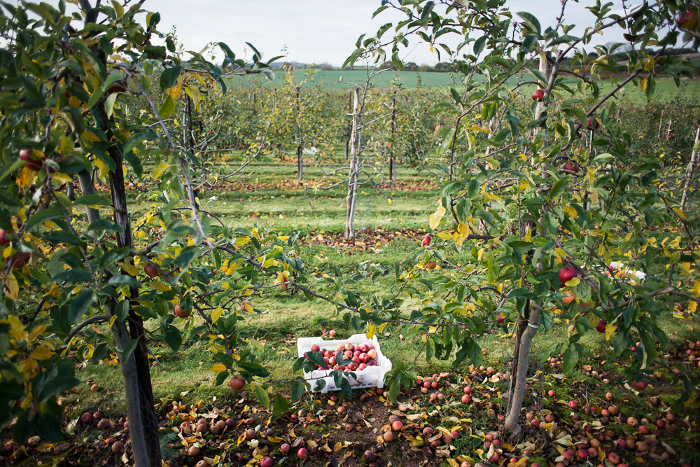 Gleaning on UK Farm - Food Waste Photography by Chris King