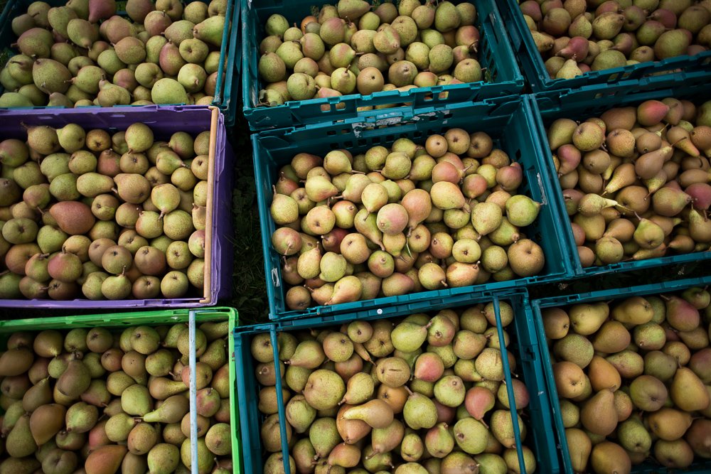 Food waste in the UK - Documenting gleaning by photographer Chris King