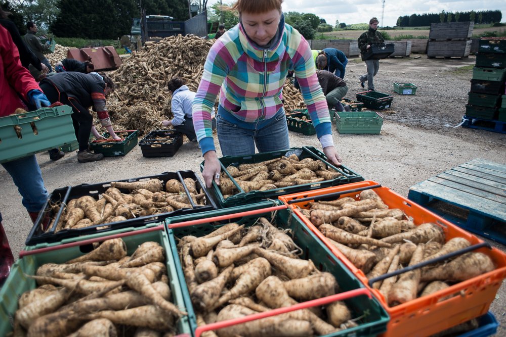 Gleaning Network reducing food waste by saving parsnips from going to rot on a UK farm