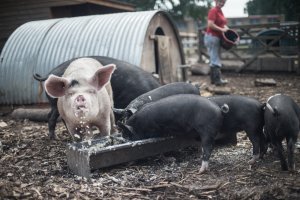 The Pig Idea - Photographer Chris King Documenting Food Waste