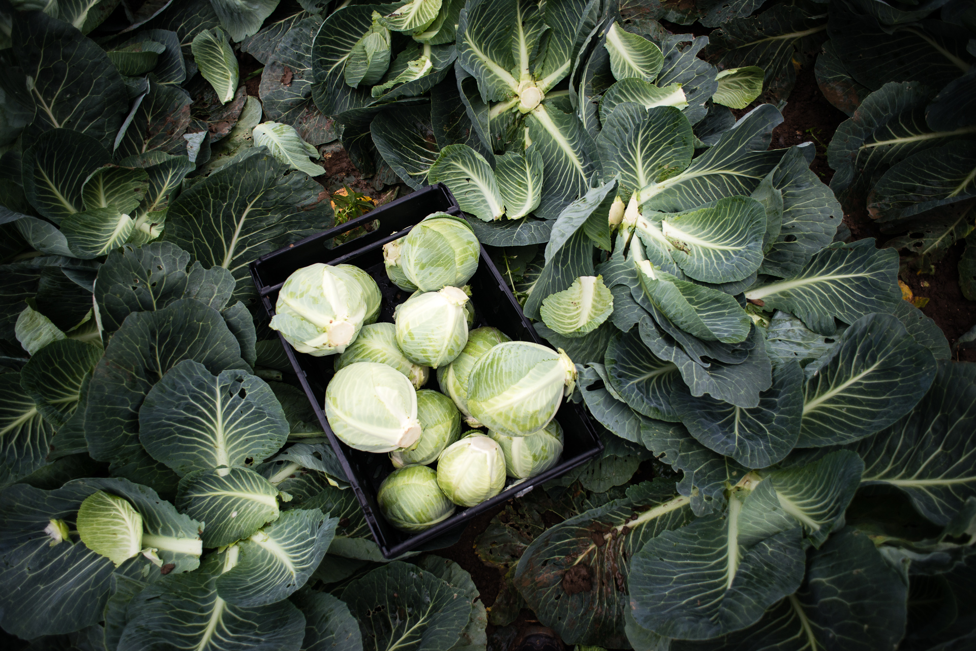 Gleaning for Cabbages - Food Waste on UK Farms Photographed by Chris King