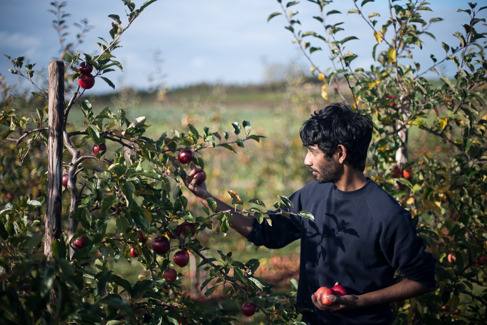 Gleaning on UK Farm - Food Waste Photography by Chris King