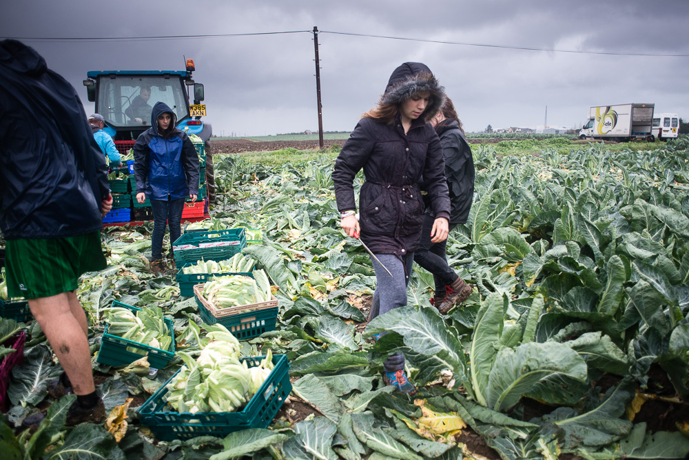 Gleaning surplus food that would go to waste - Documentary Photography by Chris King