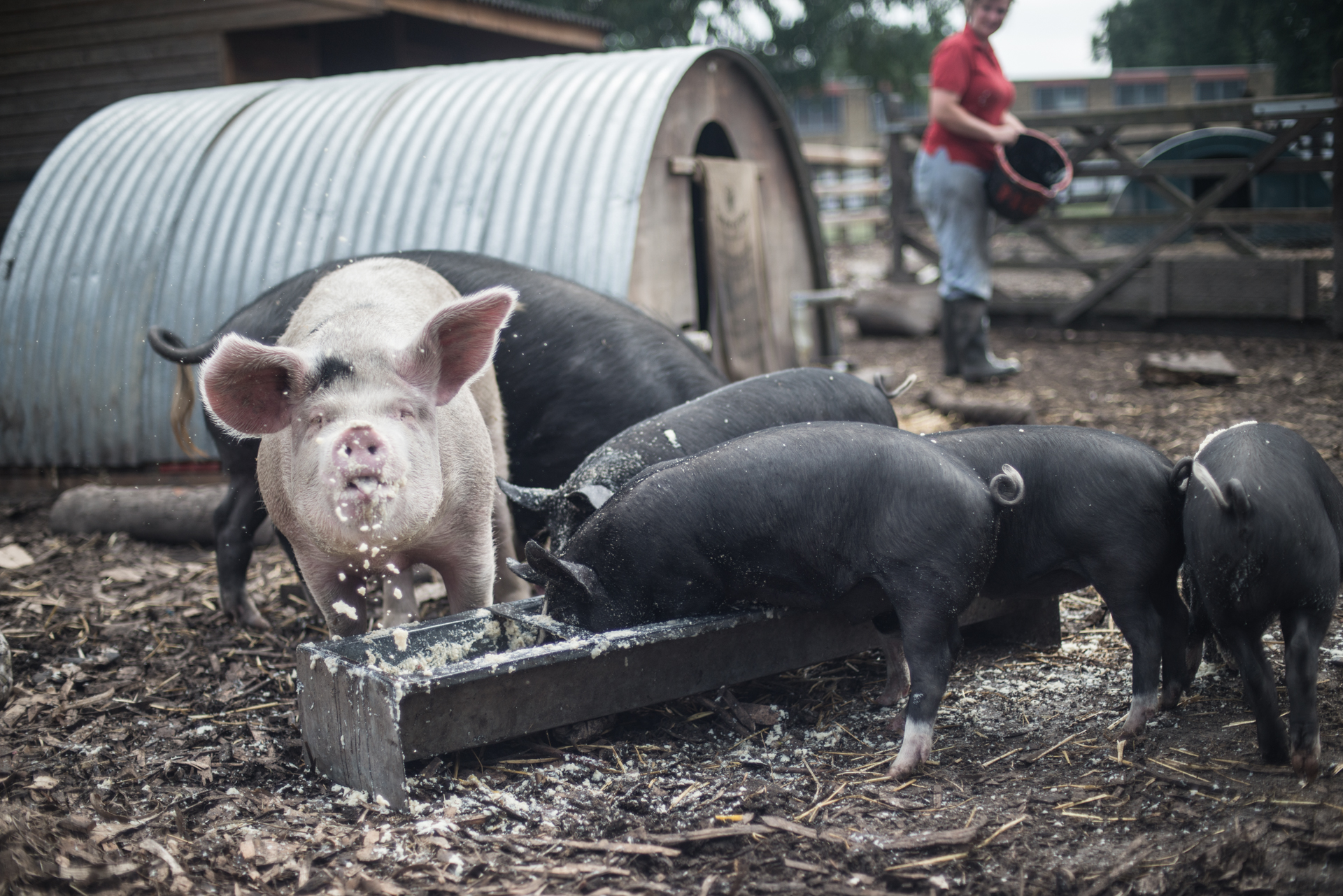 The Pig Idea - Documenting food waste in the UK - Chris King Photography