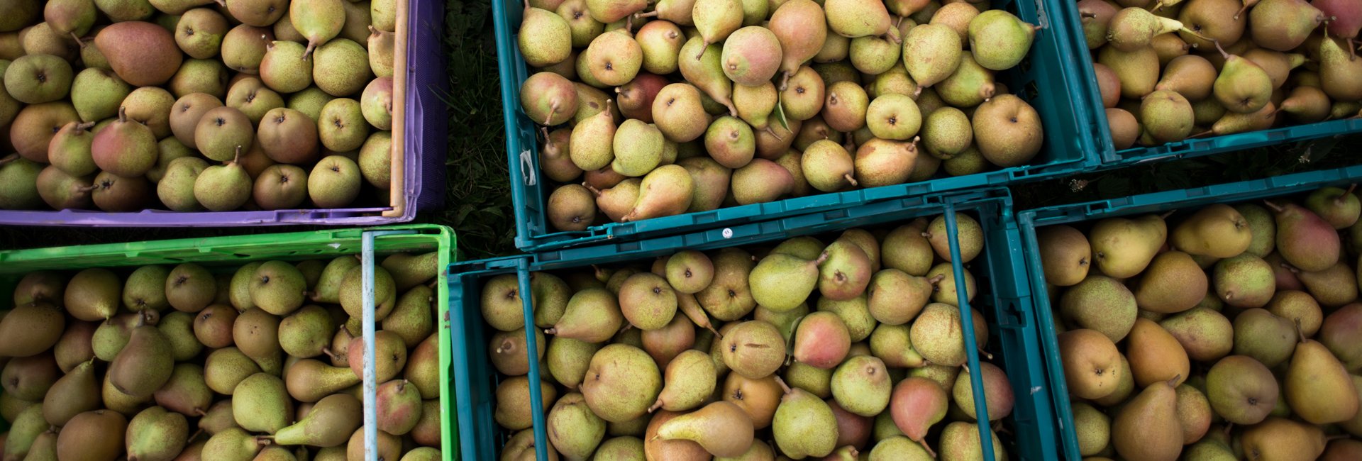Food waste in the UK - Documenting gleaning by photographer Chris King