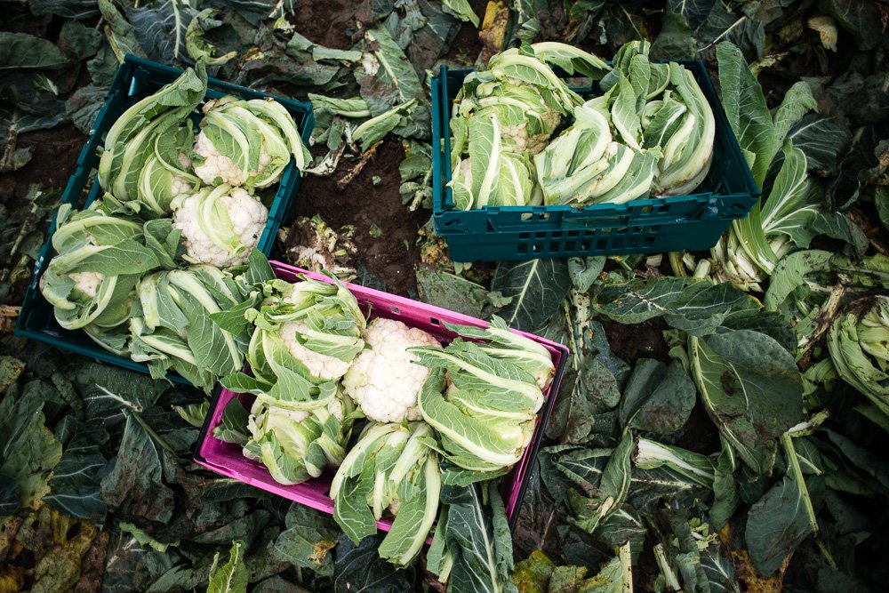 Gleaning surplus food that would go to waste - Documentary Photography by Chris King